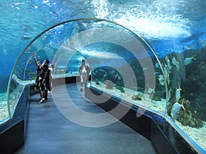 Tropical fish inside a tank in the oceanarium, Manila Ocean park, Manila