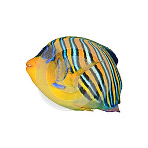 Tropical fish isolated