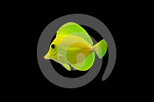 Tropical Fish isolated