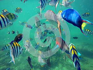 Tropical fish, Koh Phi Phi Don Island, Andaman Sea, Thailand