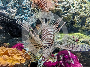 Tropical fish lionfish under water