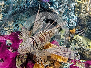 Tropical fish lionfish under water