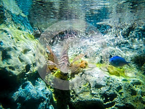 Tropical fish lionfish under water