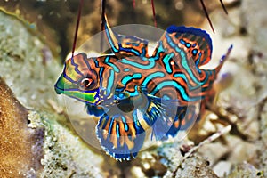 Tropical fish Mandarinfish