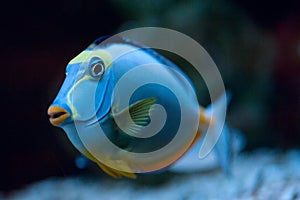 Tropical Fish Naso Tang photo