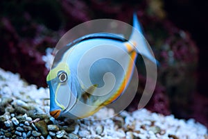 Tropical Fish Naso Tang photo