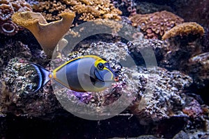 Tropical Fish Naso Tang Naso lituratus