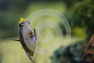 Tropical Fish Naso Tang Naso lituratus -Thailand