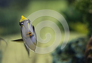 Tropical Fish Naso Tang Naso lituratus -Thailand