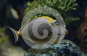 Tropical Fish Naso Tang Naso lituratus -Thailand