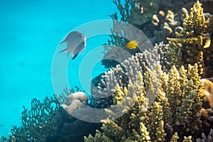 Tropical fish in the ocean. Beautiful Silver Moonfish Moony, Monodactylidae in Red Sea near coral reef. Hard corals, underwater