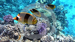 Tropical fish in the ocean. Raccoon Butterflyfish Chaetodon lunula swimming and floating deep underwater. Colorful beautiful