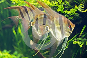 Tropical fish aquarium