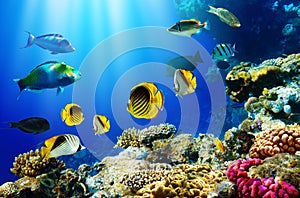 Tropical fish over coral reef photo