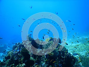 Tropical fish over coral reef