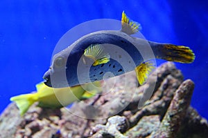 Tropical fish over coral reef