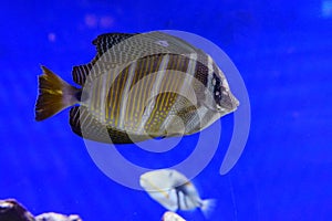 Tropical fish over coral reef