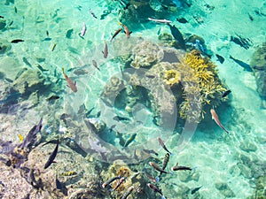 Tropical Fish Pond at Intercontinental Resort and Spa Hotel in Papeete, Tahiti, French Polynesia