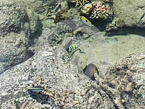 Tropical Fish Pond at Intercontinental Resort and Spa Hotel in Papeete, Tahiti, French Polynesia