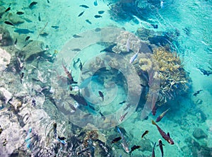 Tropical Fish Pond at Intercontinental Resort and Spa Hotel in Papeete, Tahiti, French Polynesia photo