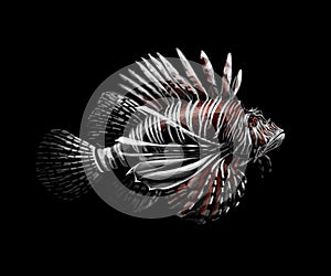 Tropical fish. Portrait of a lionfish on a black background