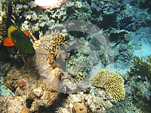 Tropical fish in the Red sea. Cheilinus lunulatus