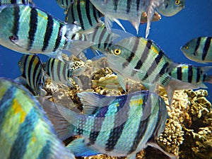 Tropical fish, red sea in Sharm el Sheikh photo