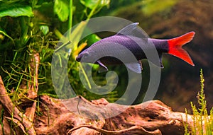 Tropical fish - Red Tail Shark