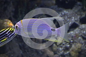 Tropical fish in the Rotterdam Blijdorp Zoo in the Netherlands