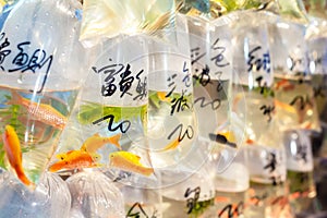 Tropical fish for sale at Hong Kong`s Tung Choi Street goldfish market, Mong Kok, Hong Kong