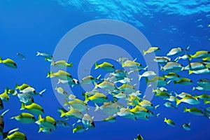 tropical fish school swimming in clear blue water