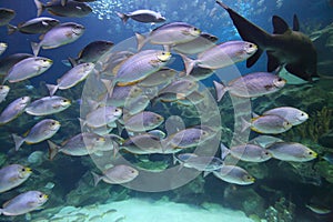 Tropical fish schooling