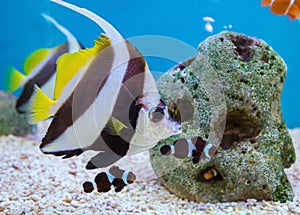 Tropical Fish of Schooling Bannerfish underwater in blue water