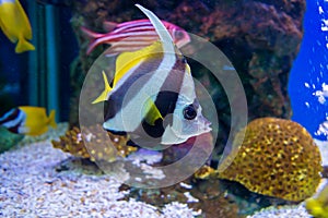 Tropical Fish of Schooling Bannerfish underwater in blue water