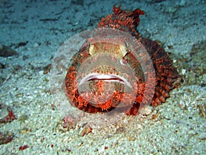 Tropical fish scorpionfish