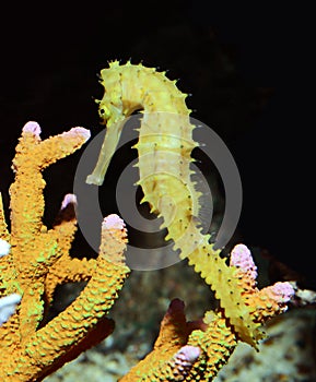 Tropical fish, seahorse on black background