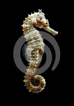 Tropical fish, seahorse on black background