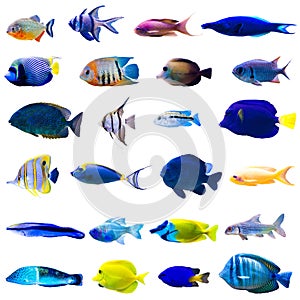 Tropical fish set