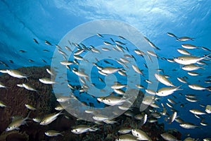 Tropical fish, St. Lucia