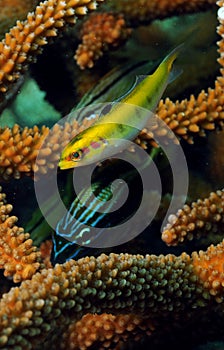 Tropical fish with staghorn coral