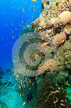 Tropical fish swim around a thriving coral pinnacle
