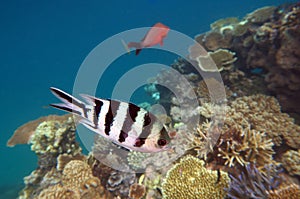 Tropical fish swim in a coral reef at the great barrier reef