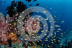 Tropical Fish Swimming Above Pacific Reef