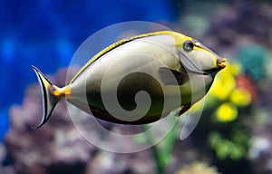 Tropical fish swimming in the aquarium. Beautiful colorful fishes in the aquarium