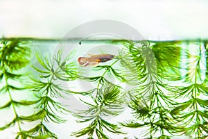 Tropical fish swimming in lighted aquarium or fish tank.