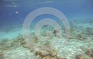 Tropical fish swimming vector