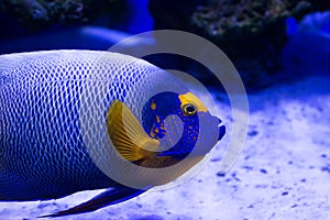 Tropical fish swims near coral reef