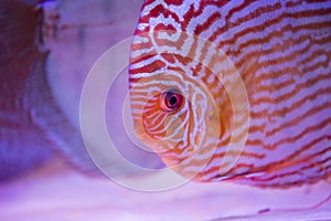 tropical fish of the Symphysodon discus spieces