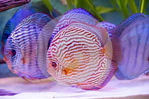 tropical fish of the Symphysodon discus spieces