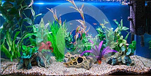 Tropical fish tank aquarium